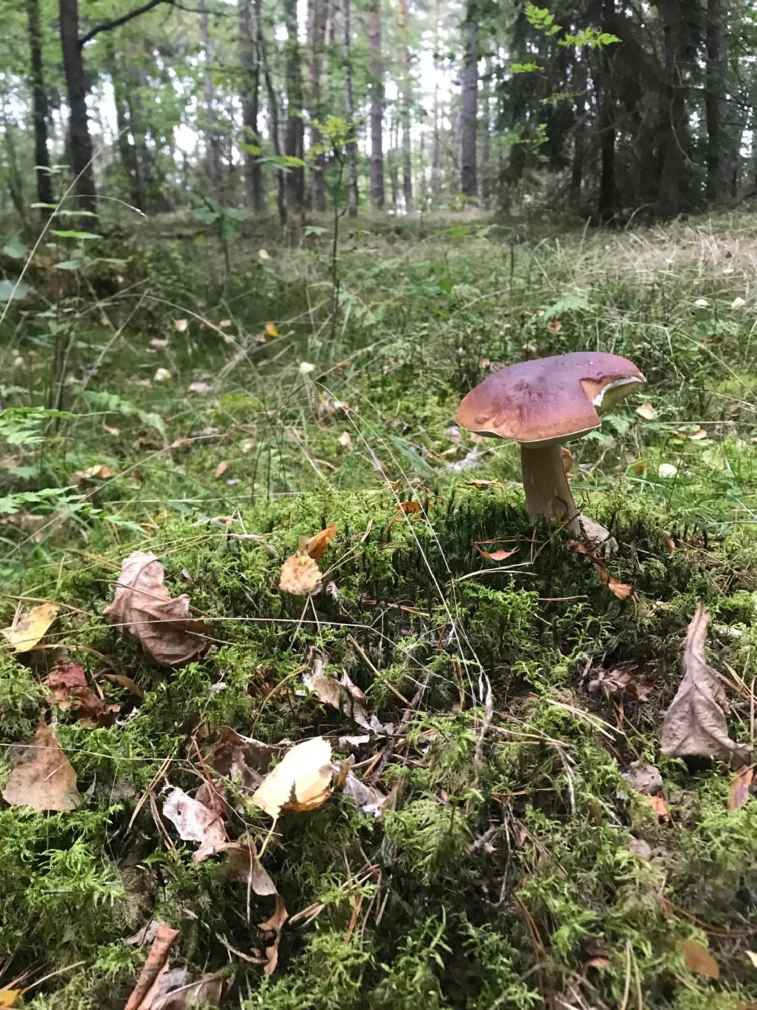 Gapkowo Villa Stare Kiejkuty Bagian luar foto
